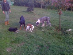Fotos de perros